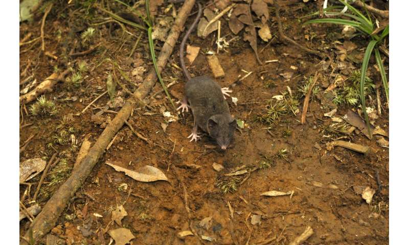Louisiana researchers ID 14 new shrew species on Sulawesi
