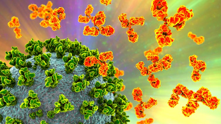artist's rendition of a virus with antibodies surrounding it
