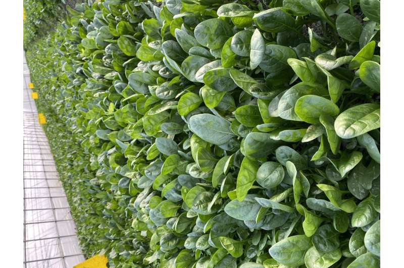 Genetic discoveries could improve spinach's disease resistance and palatability