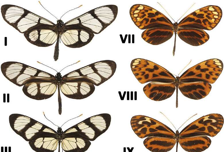 Map of transparent butterflies highlights biodiversity hotspot in the Andes Mountains