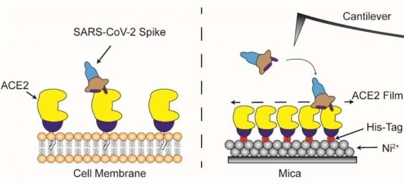 Understanding the entry mechanism of SARS-CoV-2 into human cells