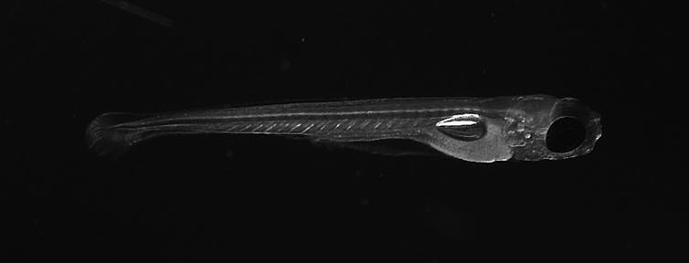 Black and white image of larval zebrafish.