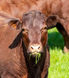 brown cow munching grass