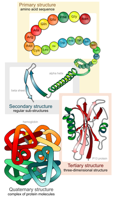 Illustration of the four levels of protein structure.