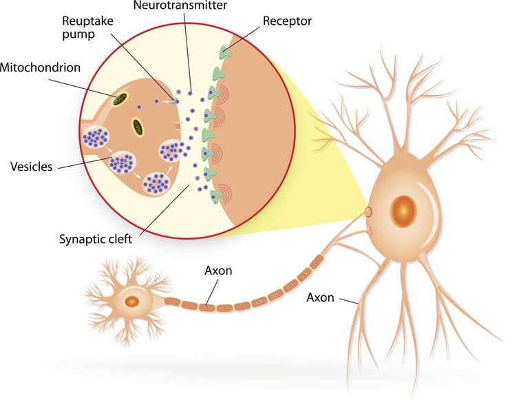 Diagram showing structure of a chemical synapse and neurotransmitter release.