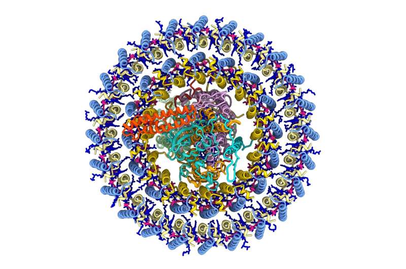 Scientists show how an enigmatic bacterium from the Gobi desert harvests solar energy