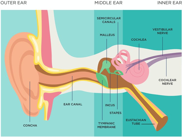 cross-section diagram of the human ear system