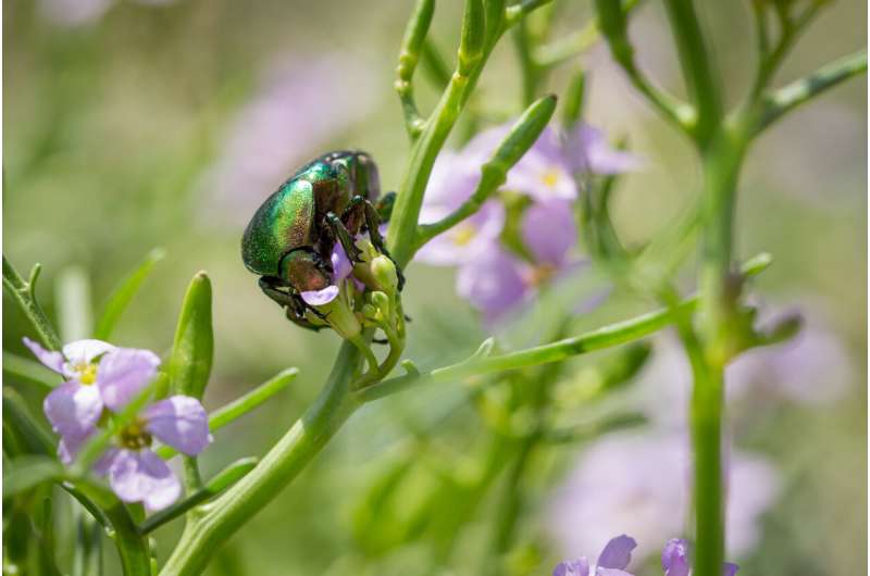 While some insects are declining, others might be thriving