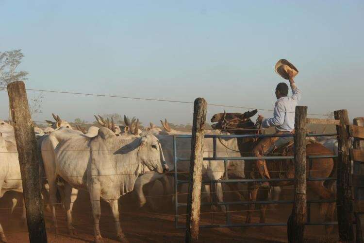 How cattle ranchers in Brazil could help reduce carbon emissions