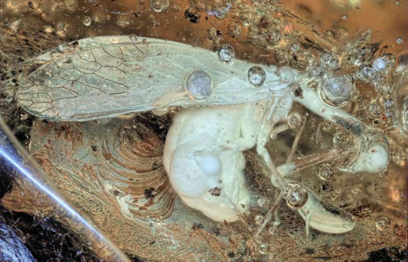 30-million-year-old Baltic amber reveals lacewing that looks like mantis