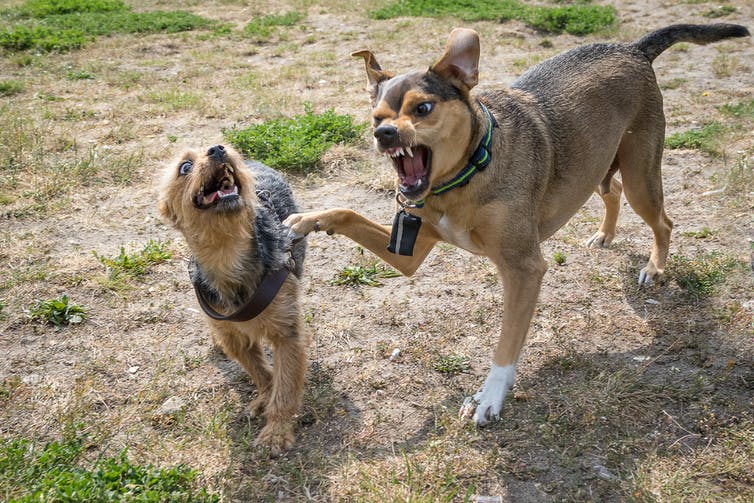 two dogs snarling at one another