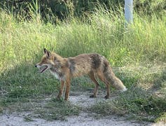 fox against grassy background