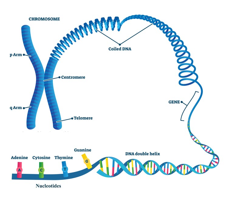 Diagram of chromosome unraveling to coiled DNA, genes and component nucleotides