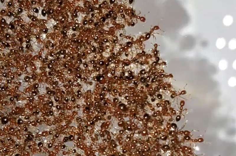 The physics of fire ant rafts could help engineers design swarming robots