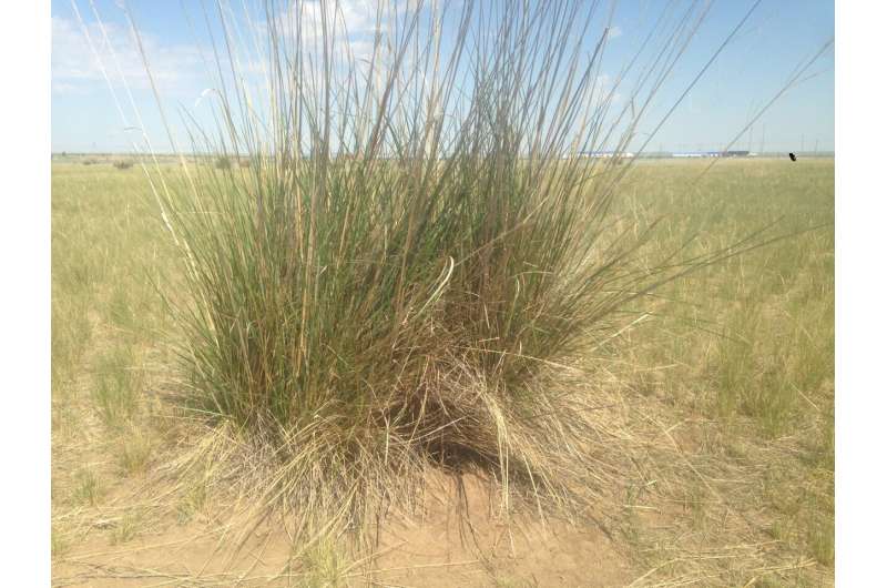 Voles cut grass to watch flying predators