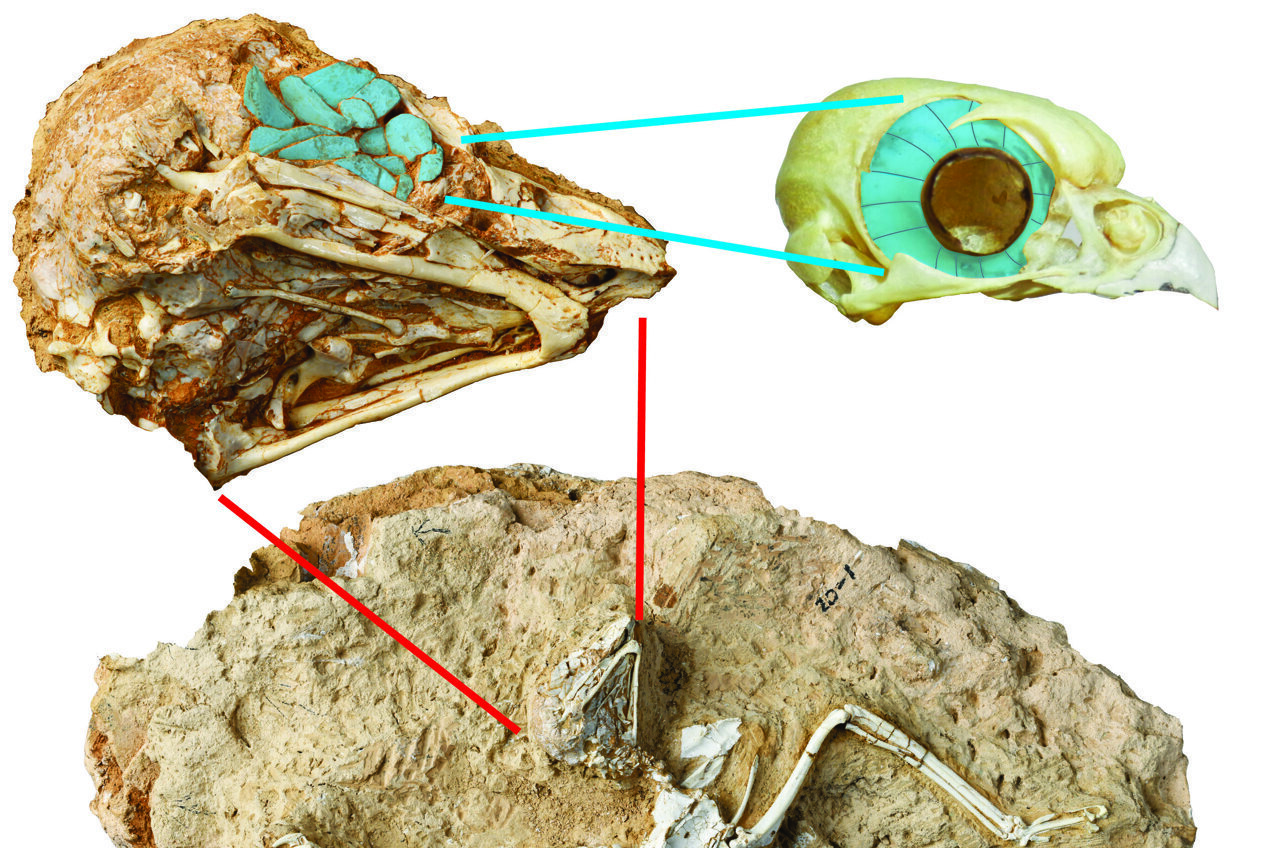 Эндрюсарх фороракосы. The research team an unusual fossil. Археоптерикс отпечаток на камне. The research team an unusual fossil. The research team an unusual fossil.