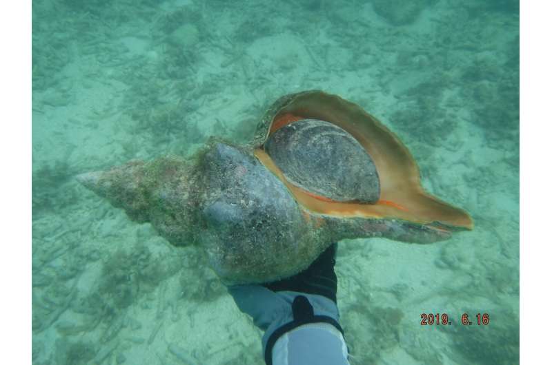 Florida's state shell at higher risk of extinction than previously thought