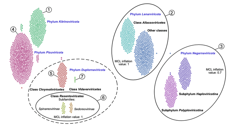 Swarm plot of the 5 phyla of RNA viruses