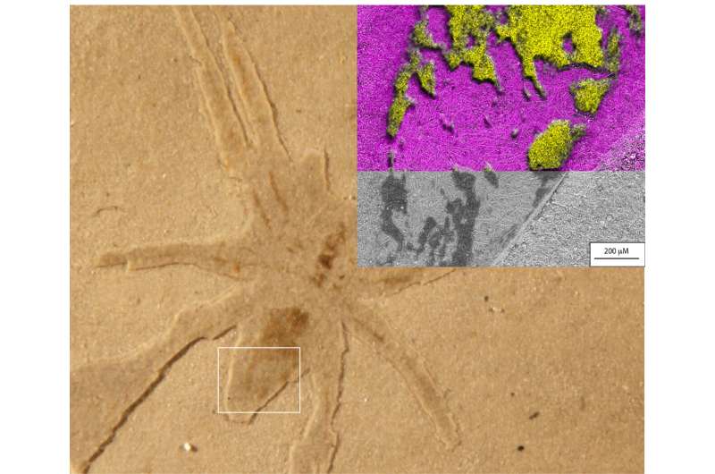 Glowing spider fossils prompt breakthrough study of how they were preserved at Aix-en-Provence