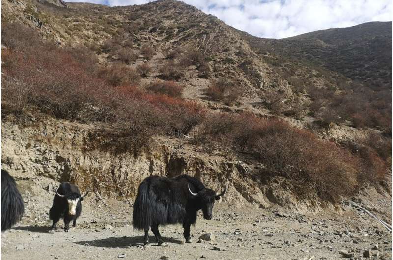 Genomic study reveals complex origins of people living in Tibetan-Yi corridor