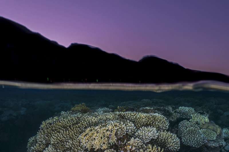 New research recommends multinational ocean sanctuaries to help corals survive climate change