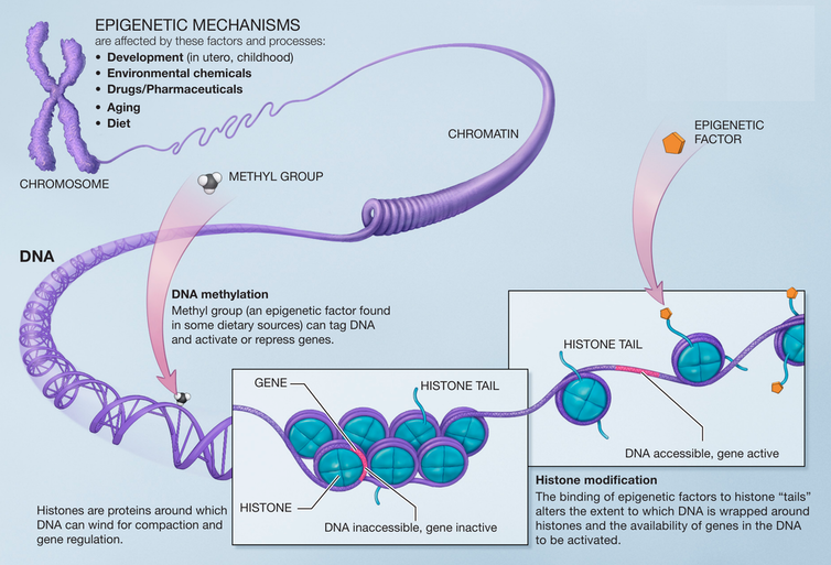 Diagram of DNA methylation and histone modification