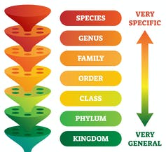 From species up to kingdom, a depiction of taxonomic rank.