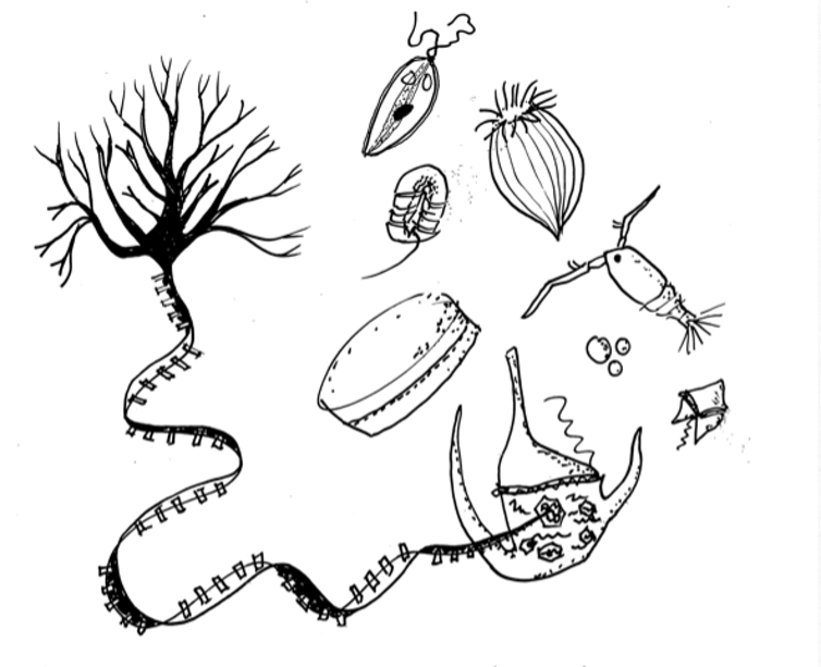 Line drawing of marine RNA viruses