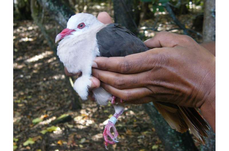 Not all is rosy for the pink pigeon, study finds