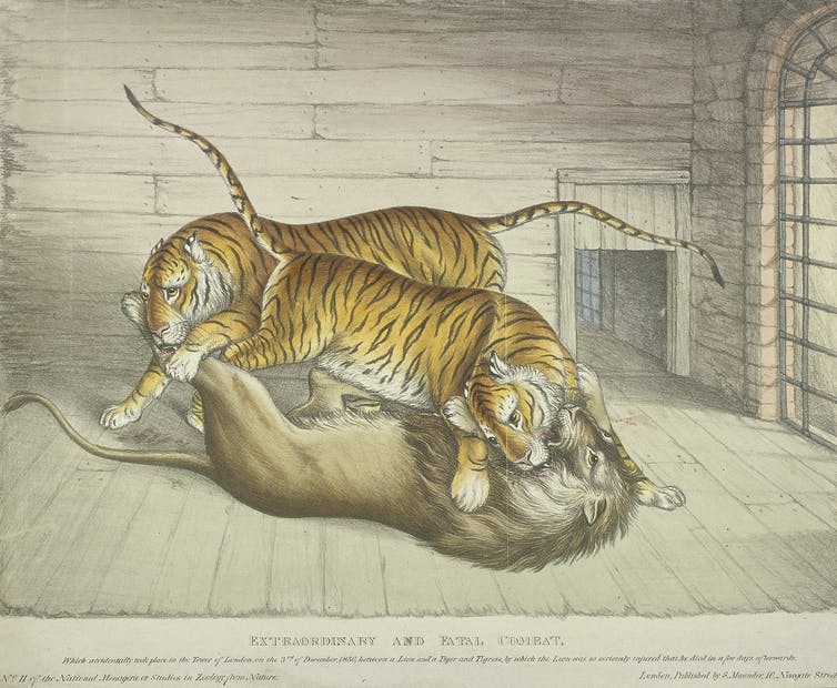 An illustration of two tigers attacking a lion inside a caged room.