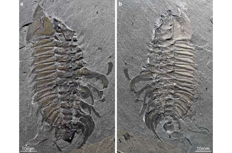 Clasper appendages discovered in mid-Cambrian trilobite show horseshoe crab-like mating behavior