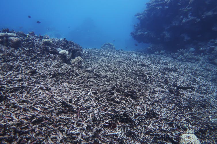 A dead coral reef.