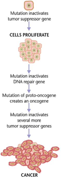 Schematic of a cancer mutation in a cell that leads to proliferation and further genetic mutations spurring uncontrollable cell division
