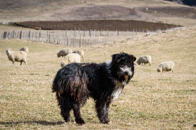 Patagonian sheepdogs are the closest living representative of the ancestor of sheepdog from UK