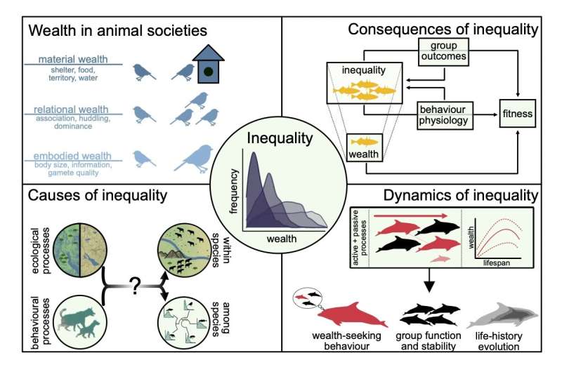 Studying wealth inequality in animals can reveal clues about how their societies evolved