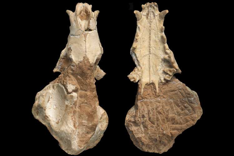 Was this hyena a distant ancestor of today’s termite-eating aardwolf?