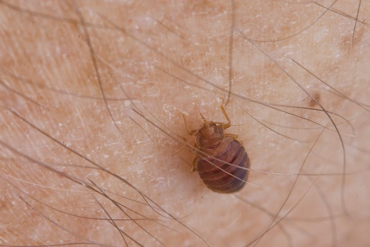 brown insect on white human skin, eating