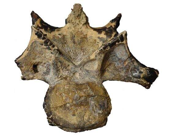 Bizarre meat-eating dinosaur found in classic fossil site in Egypt's Sahara desert