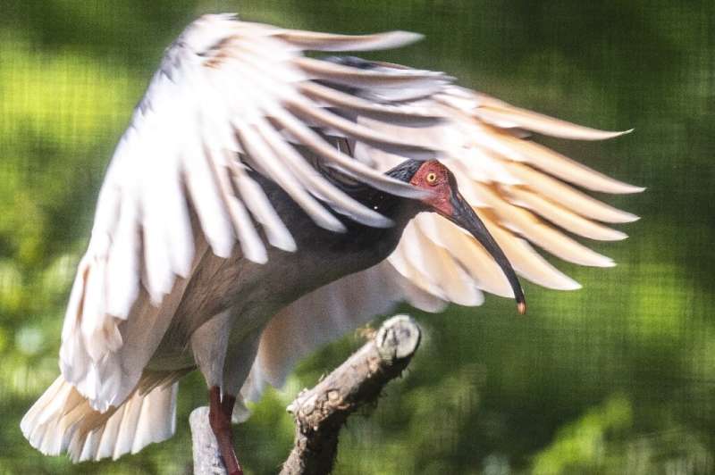 Also known as the Asian crested ibis, Japan's last toki died in 2003