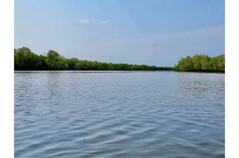 Climate change in oceanwater may impact mangrove dispersal