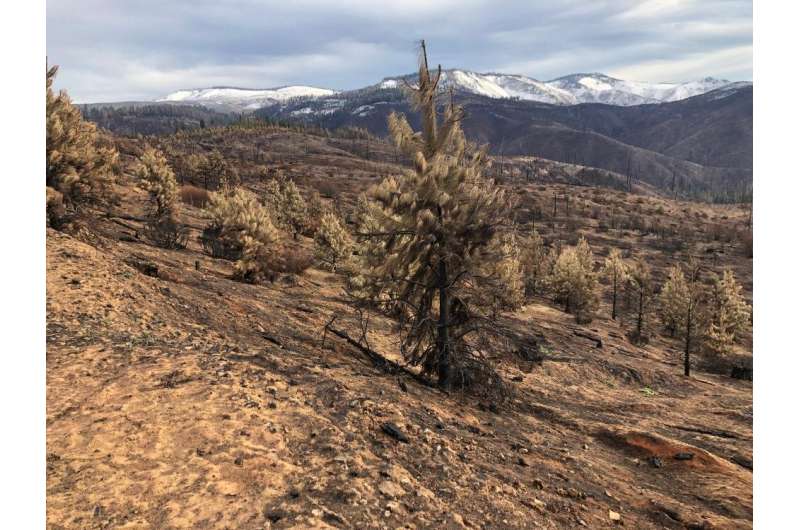California’s Dixie Fire shows impact of legacy effects, prescribed burns