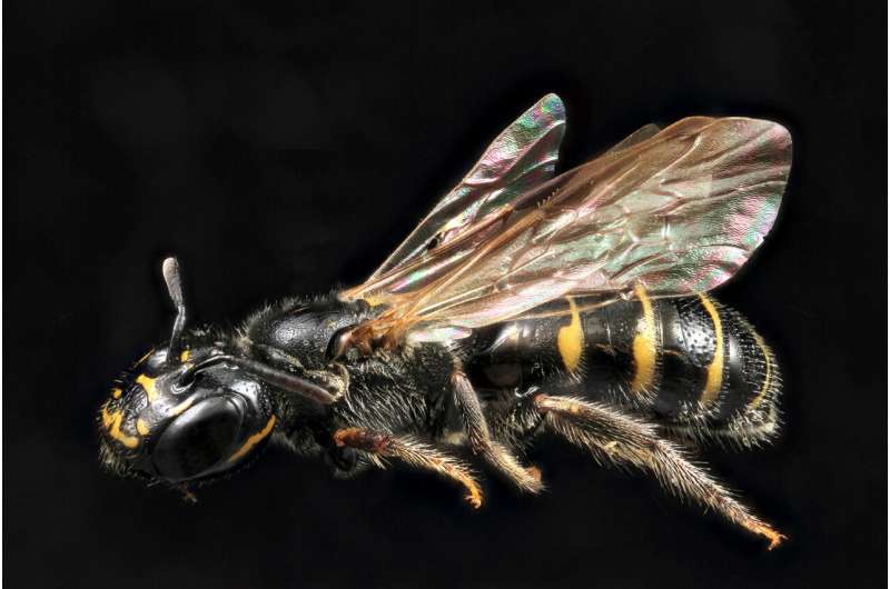 Clues to bee health found in their gut microbiome
