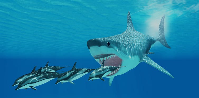 An artist's conception of a megalodon shark, with black eyes and a mouth wide open, chasing a pod of striped dolphins.