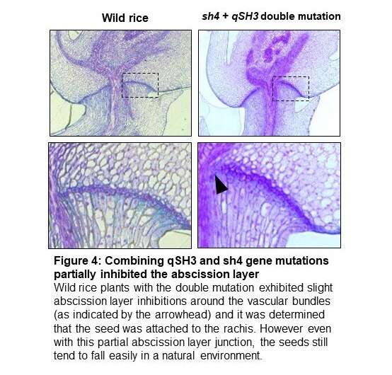 It takes three: the genetic mutations that made rice cultivation possible