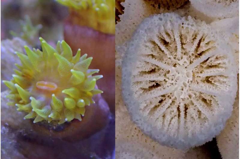 Biologists discover  three new coral species in Hong Kong waters