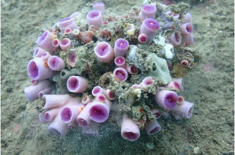 Biologists discover  three new coral species in Hong Kong waters