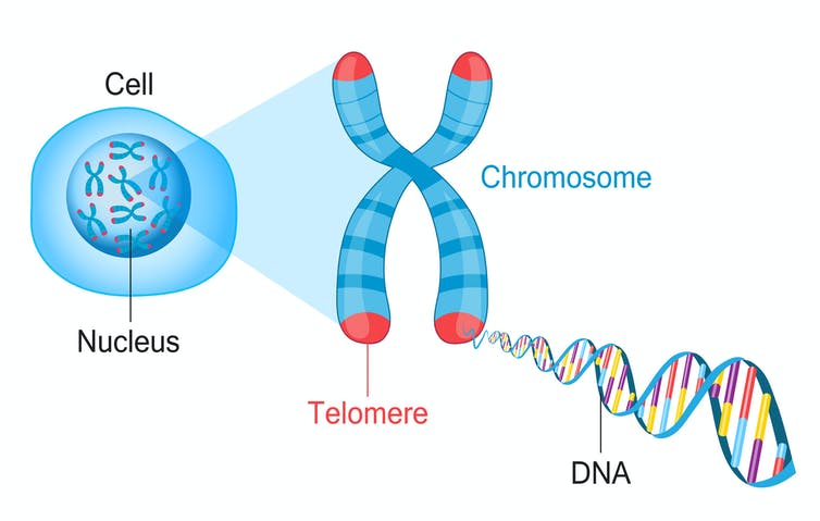 Diagram depicting chromosomes in the nucleus, highlighting the telomeres at the ends of each DNA-containing arm.