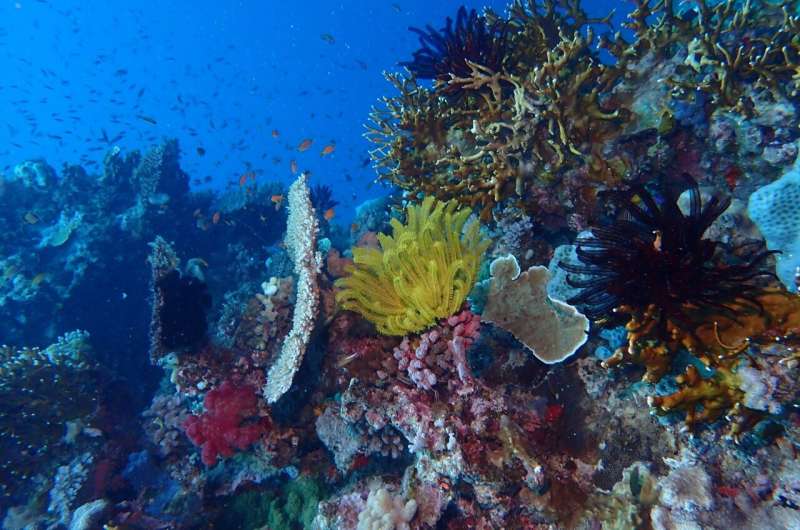Experts predict top emerging impacts on ocean biodiversity over next decade