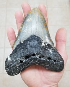 An adult hand holds a giant shark tooth that covers it from the palm to the fingertips.