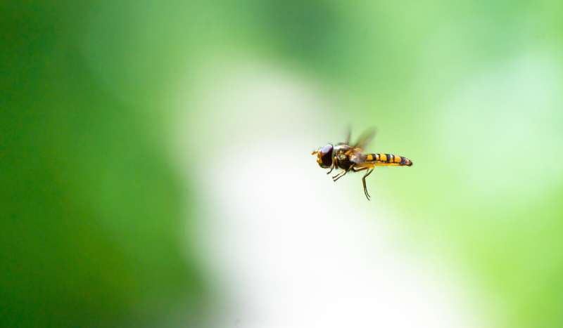 Scientists discover key genes behind insect migrations